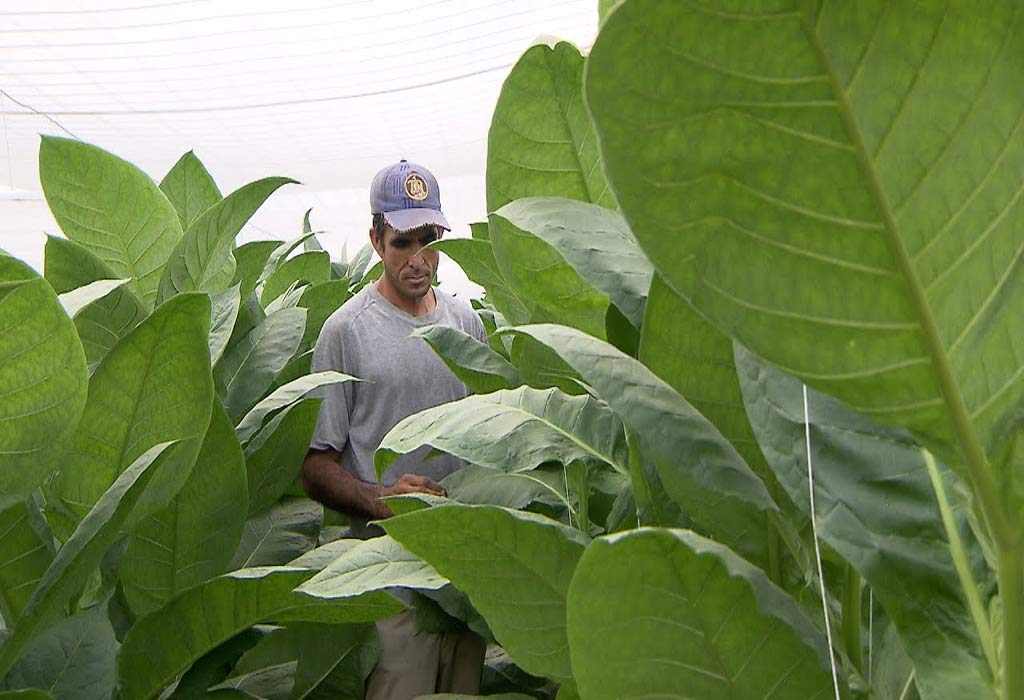 Cuba: Tobacco campaign starts in Sancti Spiritus province